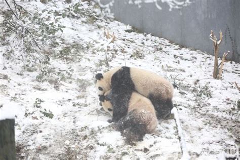 南京红山森林动物园大熊猫未恋先孕：假怀孕蹭来“真伺候” - 旅游资讯 - 看看旅游网 - 我想去旅游 | 旅游攻略 | 旅游计划