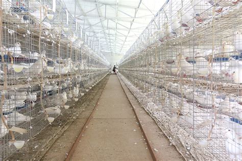 半年的白羽王肉鸽价格 三个月的肉鸽有多重一只 山东养鸽场-阿里巴巴