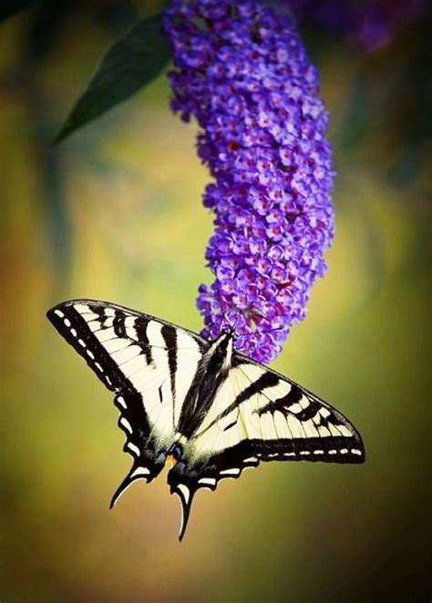 真蝶飞舞在花头，花、蝶双飞翩翩舞，花思蝶，蝶思花。
