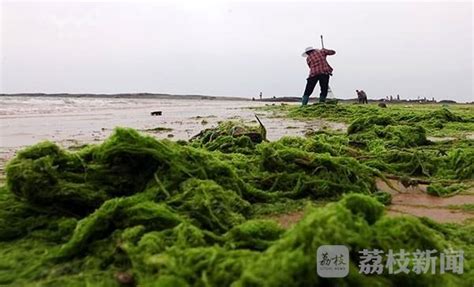 浒苔绿潮侵袭江苏海域 连云港、盐城局地出现登滩现象