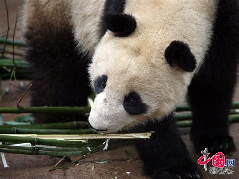 熊猫为什么吃竹子？大熊猫没有竹子吃会死吗？(2)_法库传媒网