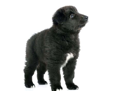 蒲公英花海与一只黑色的牧羊犬图片 - 免费可商用图片 - CC0素材网