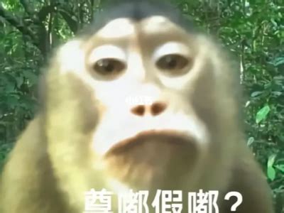真的假的图片