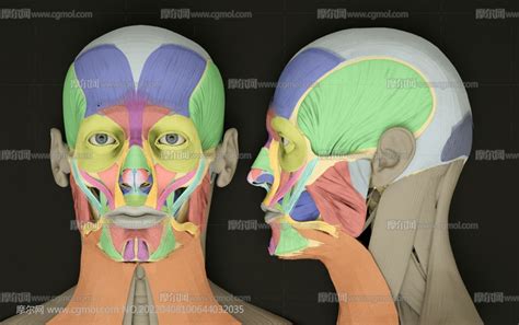 头骨的解剖图