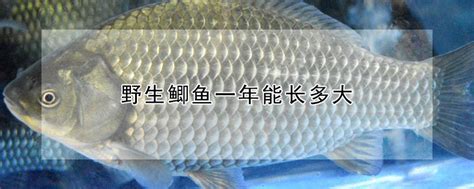 中国哪里产的鲤鱼最有名 - 运富春