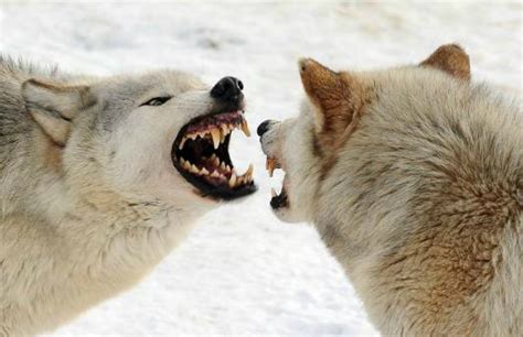 母狼背着狼王偷情 被发现后惨遭狼群殴打|狼群|母狼_凤凰科技