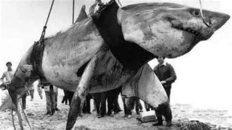 网红提子吃大白鲨被抓，为什么保护动物不能吃，不仅是因为违法！_腾讯视频