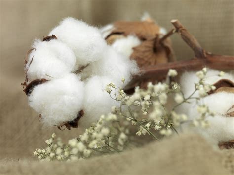 棉花期货简介，影响棉花期货价格的因素？ - 金鹏期货