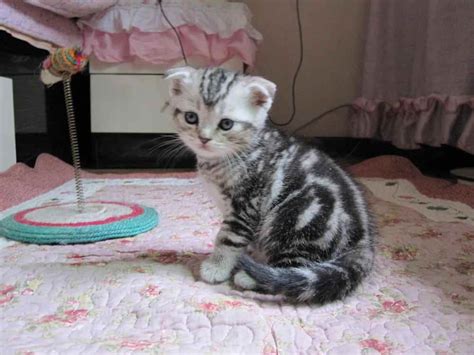 幼崽虎斑猫价格多少钱一只 - 综合百科 - 懂了笔记