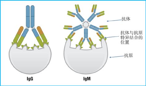 一例GAD 65和P/Q-VGCC抗体阳性的自身免疫性癫痫病例报告_化工仪器网
