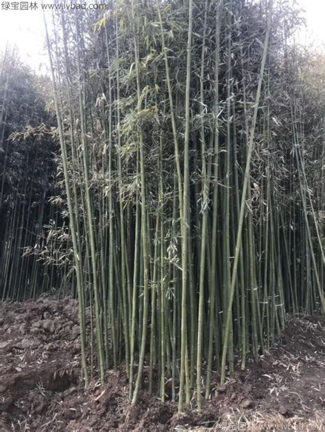 斑竹_斑竹植物图片_斑竹植物库-中国苗木信息网