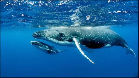 鲸鱼”全身都是宝“，相比粪便价值昂贵，反而这个东西更有意义！