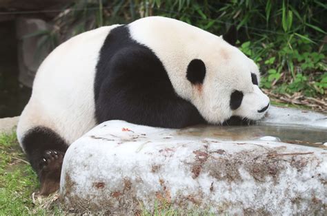首只在韩国降生熊猫宝宝即将“百日”，候选名公布 - 360娱乐，你开心就好