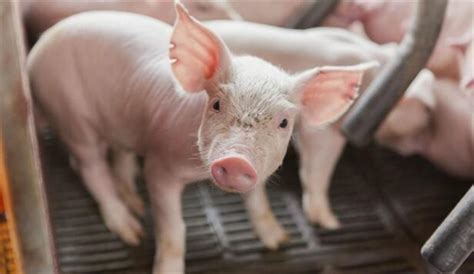 国家发改委：猪粮比价进入过度下跌一级预警区间 国家将启动猪肉储备收储工作 - 知乎