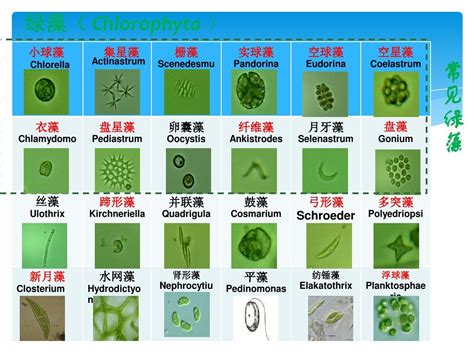 显微镜下的三头虫和藻类的婴儿微观世界高清图片下载-正版图片505187940-摄图网