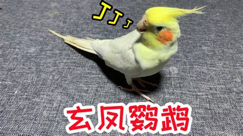 “玄凤鹦鹉”是很萌的小动物，日常除了吹口哨，还会做些什么呢？