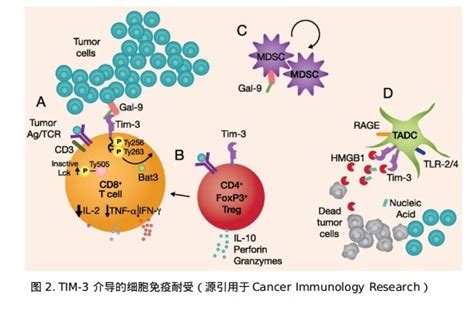陈列平最新综述丨肿瘤部位的适应性免疫耐受：机制与治疗机会 - 知乎