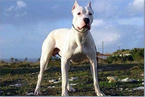凶猛霸气的杜高犬图片 大型纯种杜高犬图片-宠物王