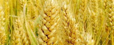 优质小麦品种 哪些小麦品种比较优质_知秀网
