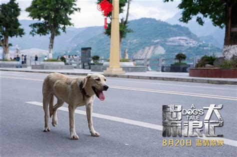 电影《忠犬流浪记》曝主题曲MV 献给所有狗狗和爱狗人-焦点-中华娱乐网-全球华人综合娱乐网站
