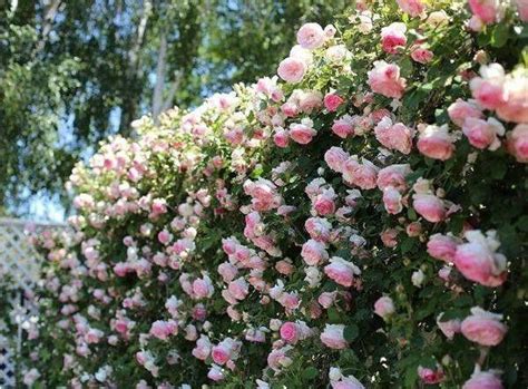 路易十四玫瑰的养殖方法和注意事项-百度经验
