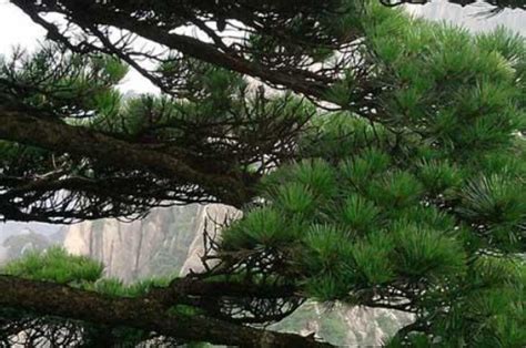 寓意美好的松树——金钱松-中国木业网
