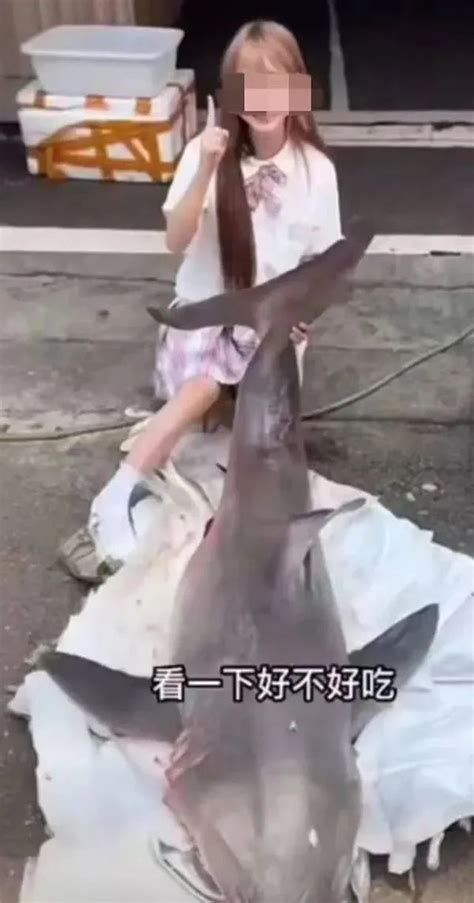 女主播烹食濒危大白鲨，最新后续……|鲨鱼_新浪新闻