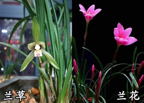 兰花的养殖方法和注意事项-中国国际花卉园艺展览会