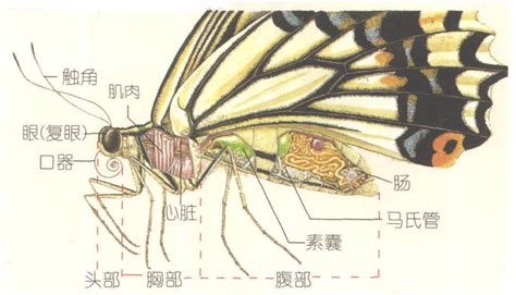 蝴蝶的素描画法步骤解析- 小南美术网