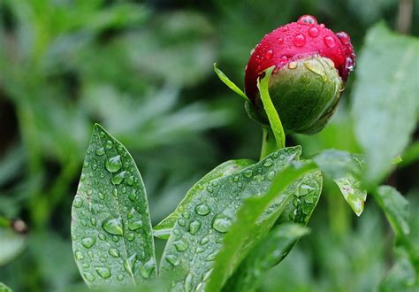 红绿农业自然娇艳欲滴的牡丹户外背景图片免费下载 - 觅知网