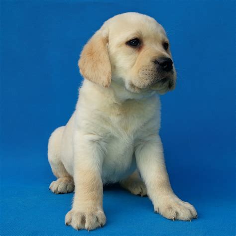 纯种拉布拉多犬幼犬狗狗出售 宠物拉布拉多犬可支付宝交易 拉布拉多犬 /编号10028700 - 宝贝它