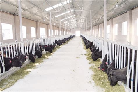 大型养牛场牛舍施工设计 新型钢架牛棚建设 肉牛养殖棚安装建造