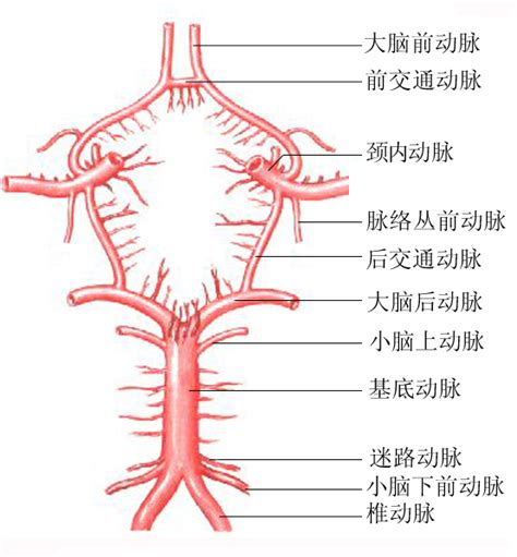 人体脑底动脉环模式图-人体解剖图,_医学图库