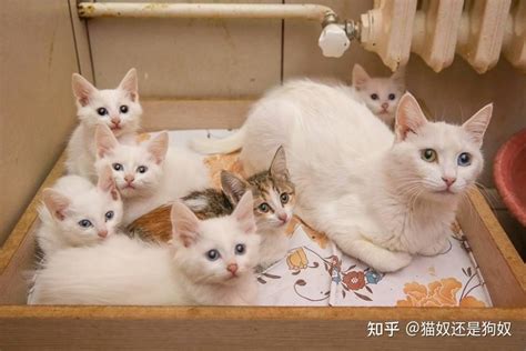家里的布偶猫小时候的选猫照是怎样的？ - 知乎