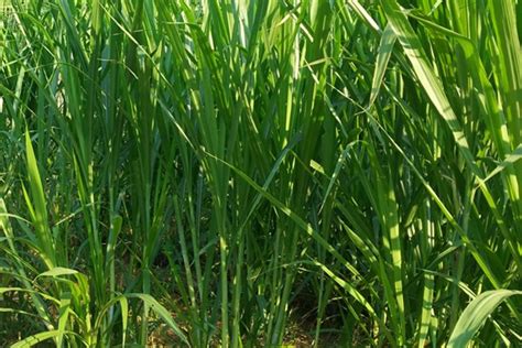 甜象草和皇竹草有什么区别-藤本月季网
