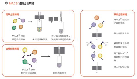 荧光量子点作为细胞标记、DNA标记和编码的应用-技术文章-西安凯新生物科技有限公司