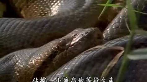 大蟒蛇纪录片，森蚺奇境，近距离拍摄蟒蛇