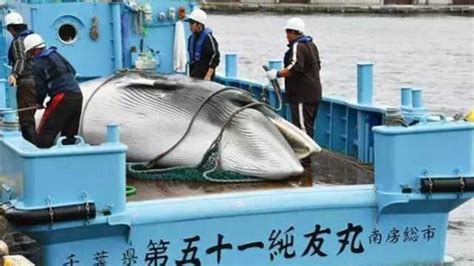这些“死亡鲸鱼”提醒我们，海洋污染有多严重|界面新闻 · 歪楼