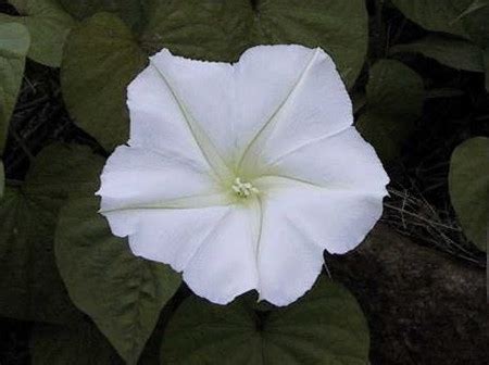 月光花图片
