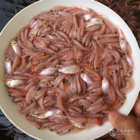 红罗非鱼苗批发基地彩虹鲷鱼苗大量供应 广东东莞 鸿运水产-食品商务网