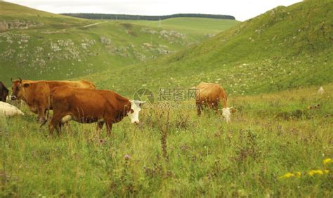 在夏高山草原上放牧的牛群阳光景观动物高清图片下载-正版图片307919168-摄图网