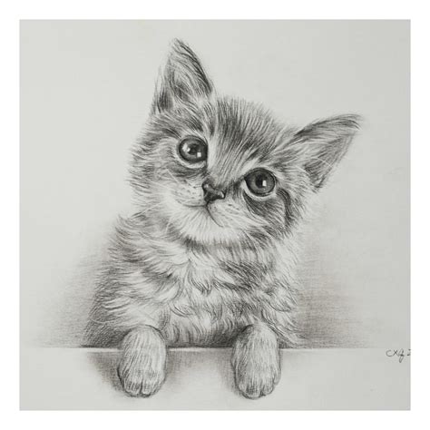 猫的素描头像图片