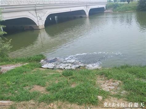 武汉金银湖湿地河道再现污水直排 现场散发一股臭味_湖北频道_凤凰网