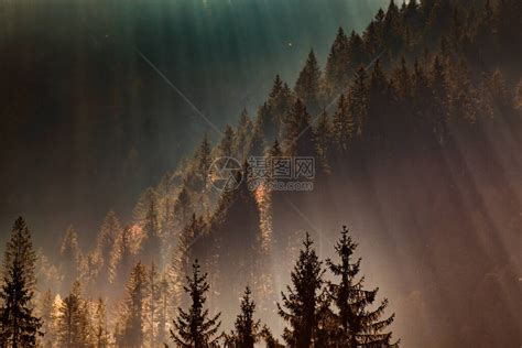 梦幻般的迷雾森林与松树和山在阳光下高清图片下载-正版图片502413262-摄图网