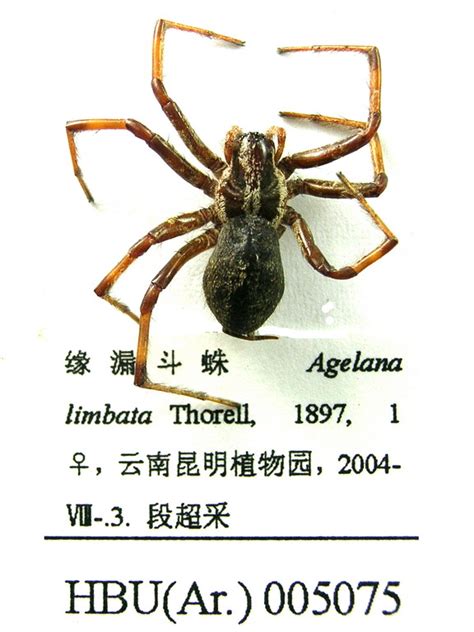 喜蛛图片