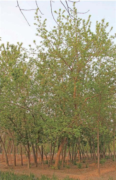 金叶复叶槭图片，15公分金叶复叶槭价格，金叶复叶槭基地