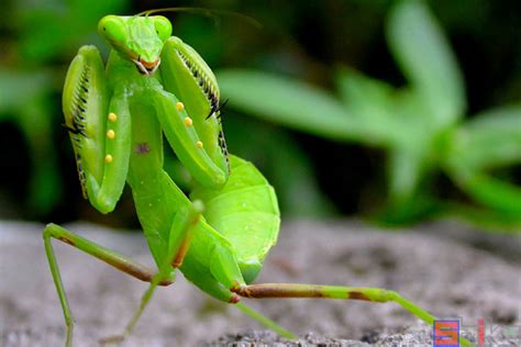 绿色昆虫螳螂素材图片免费下载-千库网
