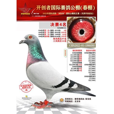 开创者春棚决赛4名 -- 天津开创者国际赛鸽公棚