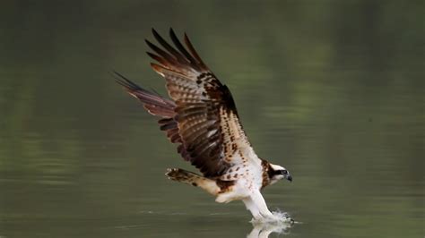 湖面捕猎的老鹰高清图片下载-正版图片600285690-摄图网