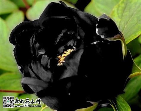 为什么黑色花卉很少见？盘点8种黑色系的花草植物-绿宝园林网